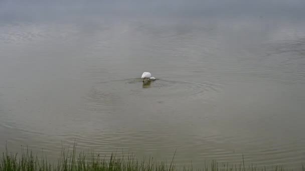 美丽的鸟儿在绿草的大湖上捕食 — 图库视频影像