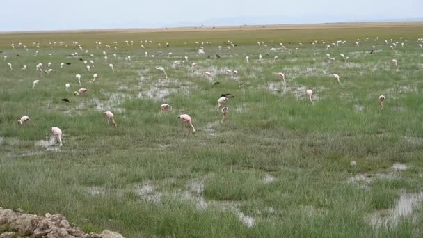 美丽的鸟儿在绿草的大湖上捕食 — 图库视频影像