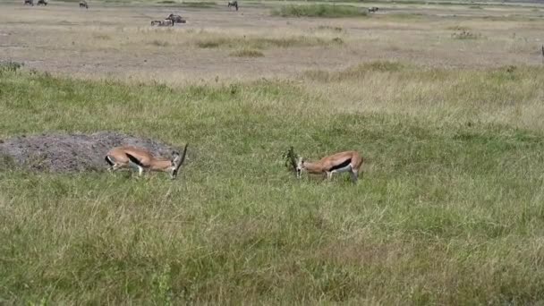 Antilopes Mâcher Paisiblement Herbe Verte Sur Savane Somptueuse Garder Œil — Video