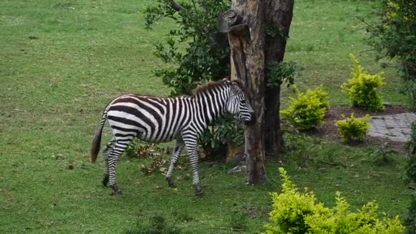 Antilopen Und Zebras Grasen Friedlich Der Riesigen Savanne — Stockvideo