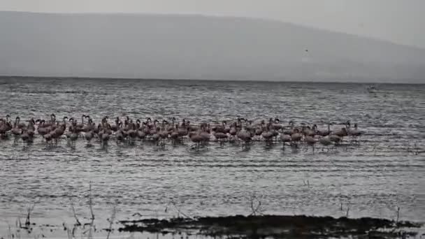 Rosafarbene Flamingos Auf Einem Großen See Bei Sonnenuntergang — Stockvideo