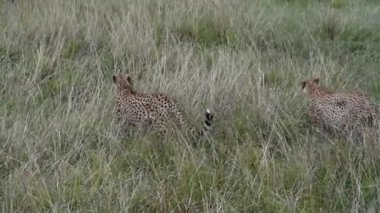 Bir çift çita uzun otların arasında dinleniyor ve gece avına hazırlanıyor. 