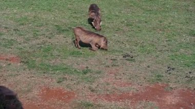 Zürafalar ormandan insanlara kahvaltı için gelirdi. 