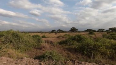 Antiloplar savananın yeşil çimlerini sakince çiğnerler ve sürülerine ve egemenliklerine dikkat ederler. 