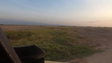 Aslanlar gece avından önce kefen boyunca tembelce dolaşır ve dinlenirler.