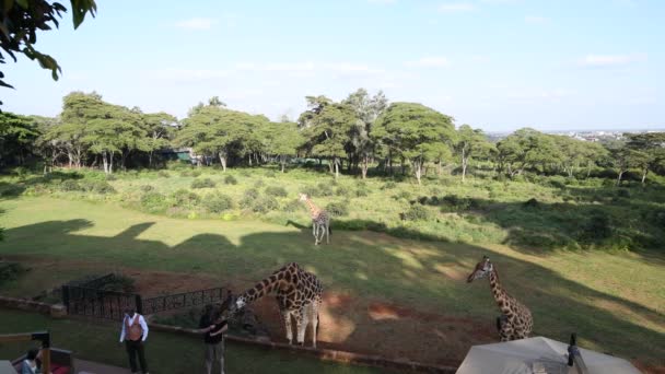 Giraffes Came Forest Breakfast People — Αρχείο Βίντεο