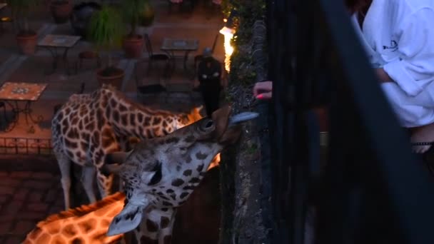 Giraffe Provenienti Dalla Foresta Prima Colazione Alla Gente — Video Stock