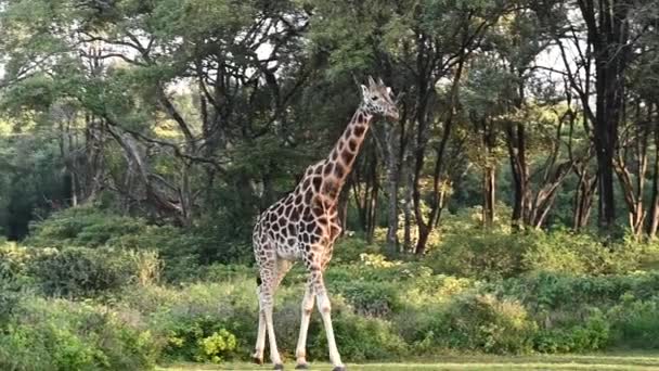 Жирафи Прийшли Лісу Сніданок Людям — стокове відео