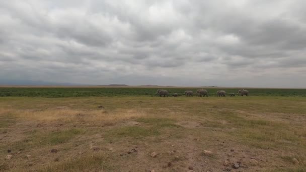 Migração Uma Grande Família Elefantes Com Filhotes Pequenos Parque Nacional — Vídeo de Stock