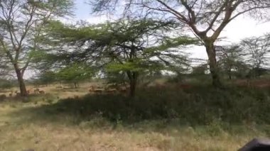 Güzel antiloplar uzun otların arasında huzur içinde otlar. 