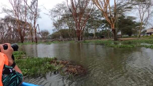 Hipopotamy Jeziorze Wodzie Brzegu Dużej Przyjaznej Rodziny Parku Narodowym — Wideo stockowe