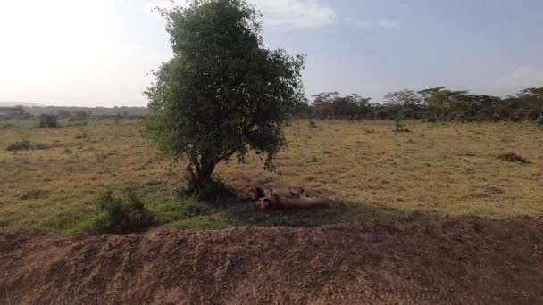 Leones Descansan Sombra Los Árboles Hierba Alta Parque Nacional — Vídeos de Stock