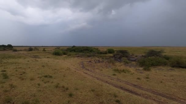 Troupeau Mangoustes Grises Déplace Ensemble Long Sentier Près Forêt — Video