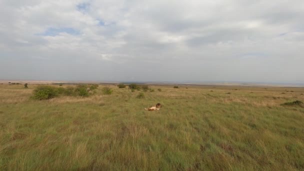 Leones Descansan Sombra Los Árboles Hierba Alta Parque Nacional — Vídeo de stock