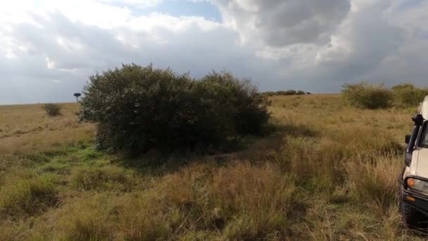 Pár Gepardů Odpočívajících Vysoké Zelené Trávě Národním Parku — Stock video