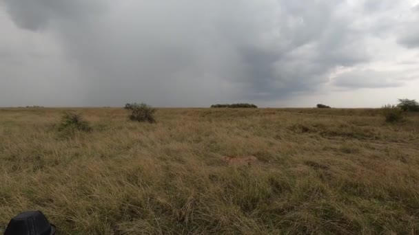 Coppia Ghepardi Che Riposano Nell Alta Erba Verde Nel Parco — Video Stock