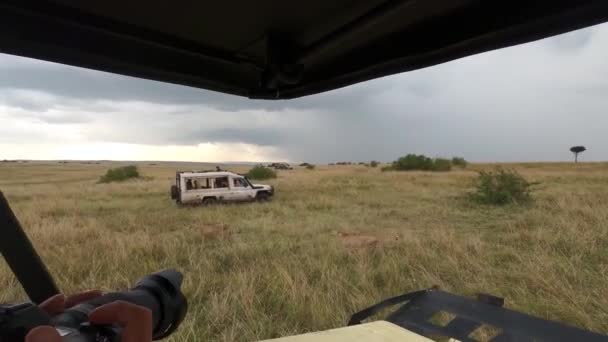 Couple Cheetahs Resting Tall Green Grass National Park — Stock Video