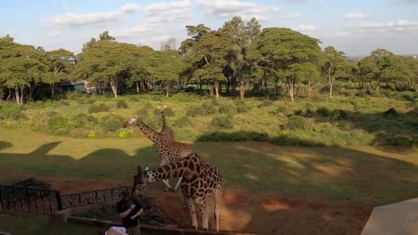 Jirafas Vinieron Del Bosque Salvaje Las Casas Gente Para Desayunar — Vídeo de stock