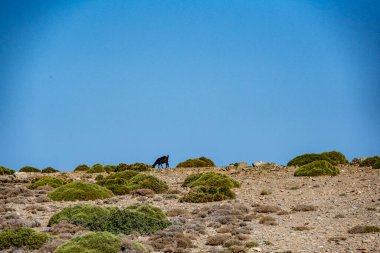 Tipik kırsal alan zeytin ağaçları, dağlar ve Girit denizi