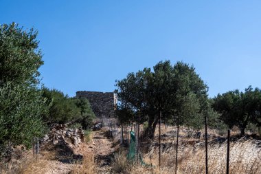 Tipik zeytin ağaçları ve Girit dağları olan kırsal alan