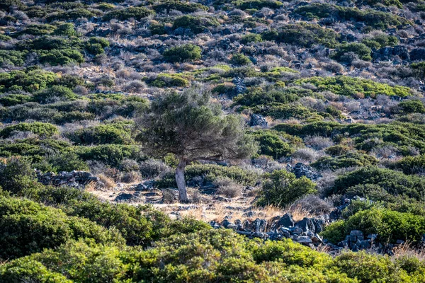 Tipico Paesaggio Rurale Con Ulivi Montagne Creta — Foto Stock