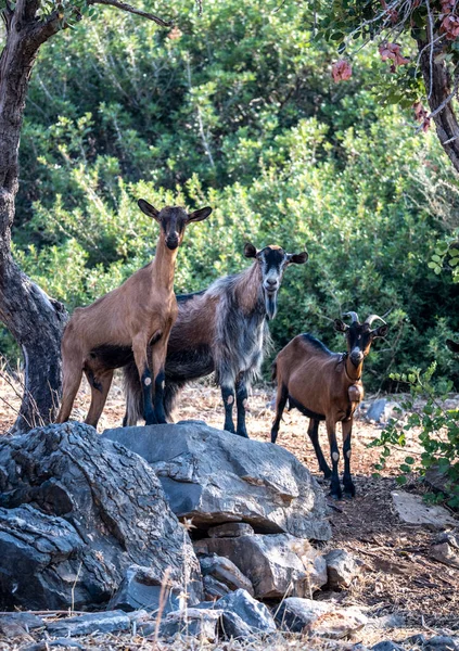 Cabras Salvajes Pastan Las Laderas Creta —  Fotos de Stock