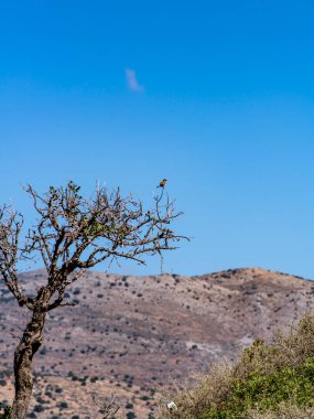 Girit dağlarının manzarasının arka planına karşı doğal koşullarda vahşi kuşlar. 