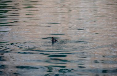 Gri ve beyaz kazlar göl kenarında yürüyorlar.