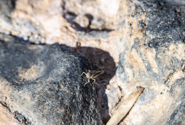 makro film çeken gri çekirge yerde.