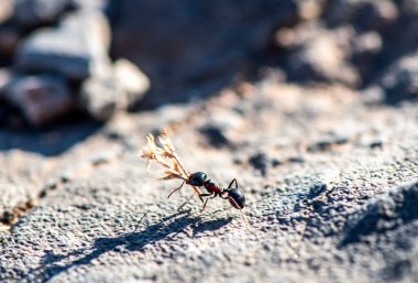 Siyah karıncalar birlikte çalışır ve avlarını sabahın erken saatlerinde yuvalarına taşırlar.