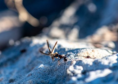 Siyah karıncalar birlikte çalışır ve avlarını sabahın erken saatlerinde yuvalarına taşırlar.