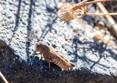 makro film çeken gri çekirge yerde.
