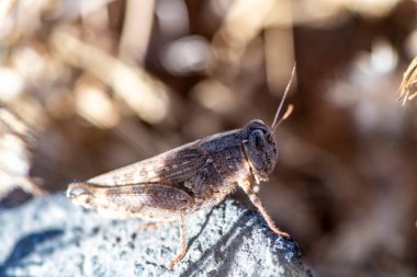 makro film çeken gri çekirge yerde.