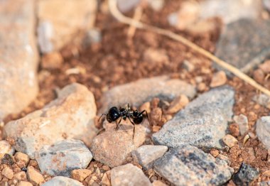 Siyah karıncalar birlikte çalışır ve avlarını sabahın erken saatlerinde yuvalarına taşırlar.