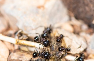 Siyah karıncalar birlikte çalışır ve avlarını sabahın erken saatlerinde yuvalarına taşırlar.