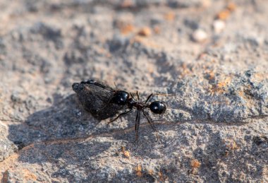 Siyah karıncalar birlikte çalışır ve avlarını sabahın erken saatlerinde yuvalarına taşırlar.