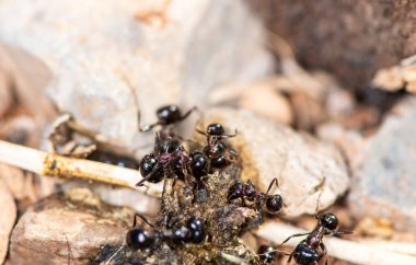 Siyah karıncalar birlikte çalışır ve avlarını sabahın erken saatlerinde yuvalarına taşırlar.