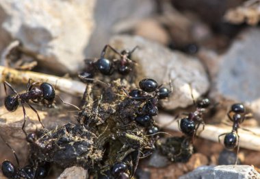 Siyah karıncalar birlikte çalışır ve avlarını sabahın erken saatlerinde yuvalarına taşırlar.