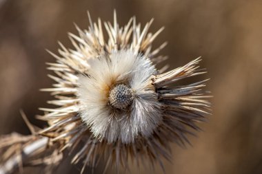 Kahverengi arka planda güzel sarı dikenler