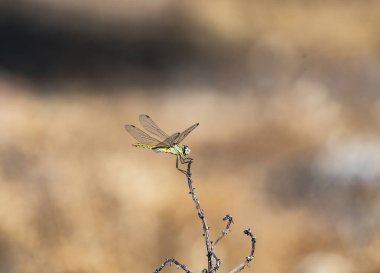 Yeşil yusufçuk sarı arka planda bir dalın ucunda dinleniyor.