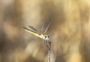 Yeşil yusufçuk sarı arka planda bir dalın ucunda dinleniyor.