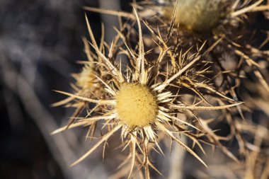 Kahverengi arka planda güzel sarı dikenler