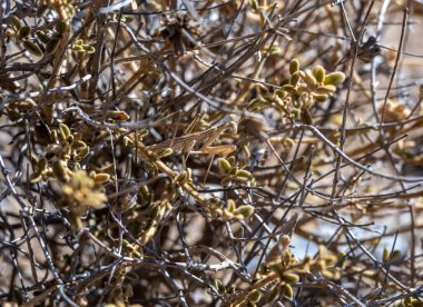 Sarı peygamber devesi Kuru çalılıklarda 