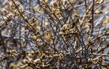 Sarı peygamber devesi Kuru çalılıklarda 