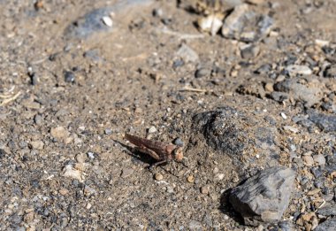 makro film çeken gri çekirge yerde. 