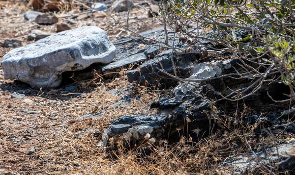 Des Chèvres Sauvages Paissent Sur Les Pentes Crète — Photo