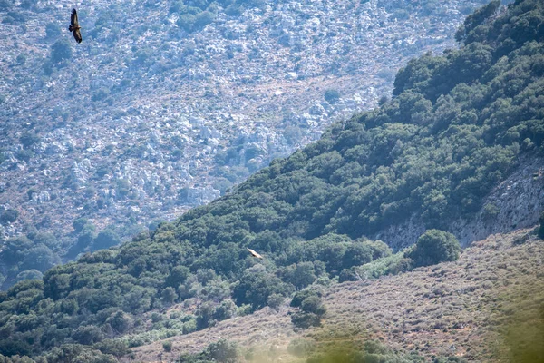 Cabras Salvajes Pastan Las Laderas Creta — Foto de Stock