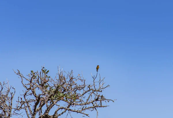 クレタ島の山々の風景を背景に自然条件で野生の鳥 — ストック写真