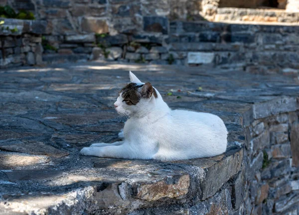 Gato Blanco Negro Perezoso Yace Sombra Los Árboles — Foto de Stock