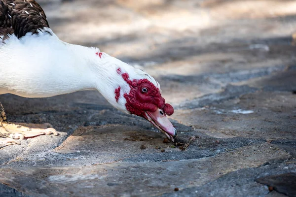 Hermosos Gansos Grises Blancos Paseo Cerca Del Lago —  Fotos de Stock